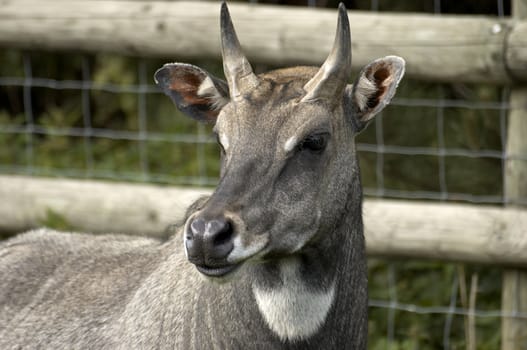 A deer in a fenced area in a wildlife park