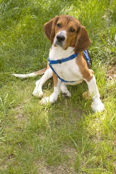 A cute young beagle puppy sitting funny.