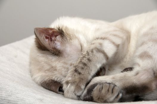 A Bengal kitten sleeping on a bed