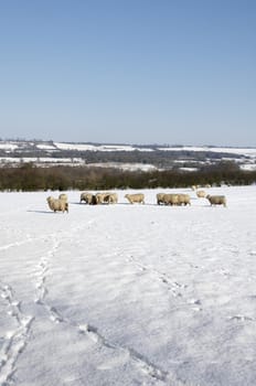 A flock of sheep in field of snow in winter