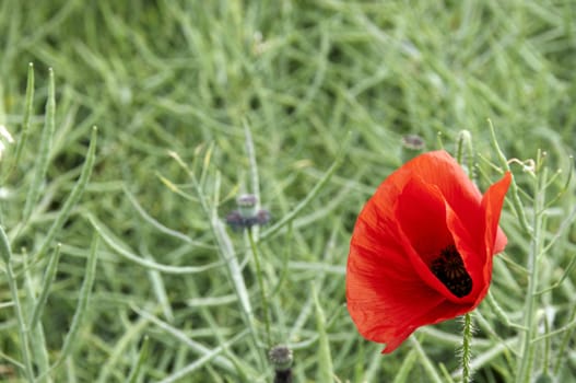 A poppy in a field of green corn