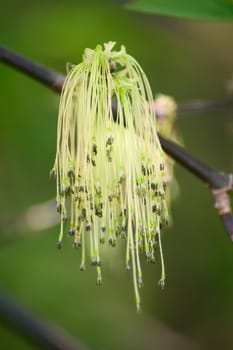 Blossoming spring branch of a tree removed close up