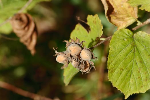 The dried up wood nuts removed close up in the autumn afternoon