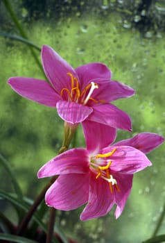Pink flowers with drops on a dim background