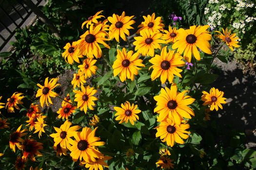 yellow flowers growing in the garden during spring