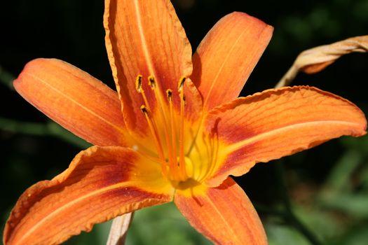 orange flower growing in the garden, summer