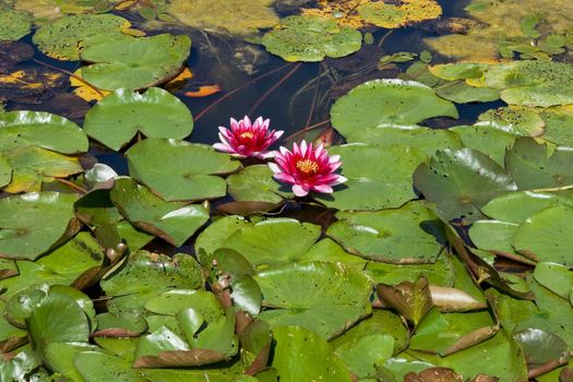 shot of a two beautiful pink water lily