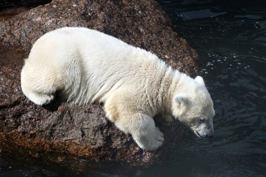 young white bear cub waiting for fish