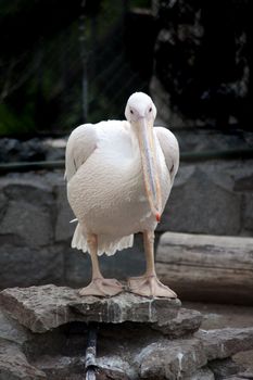 big white pelican on stone
