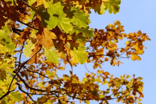 Oak leaves against the blue sky removed close up