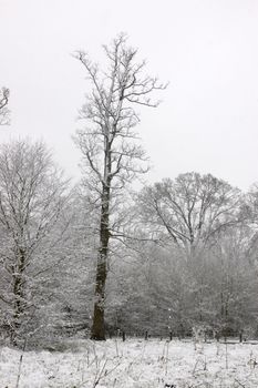 Snow on tree tops with an overcast sky