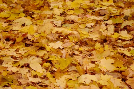 Background from autumn yellow leaves removed close up