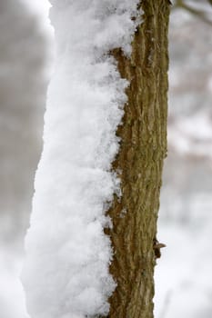 Snow on the side of a post in winter