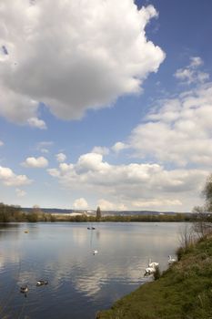 A view of a lake with some swans