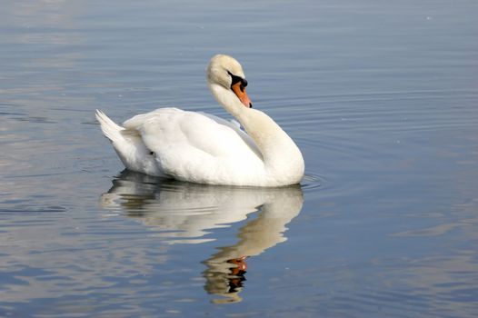 A portrait of a Mute Swan