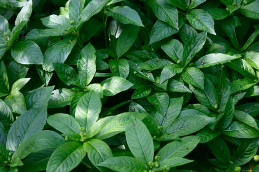 Green foliage for use as a background removed close up