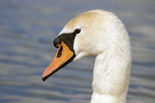 A portrait of a Mute Swan