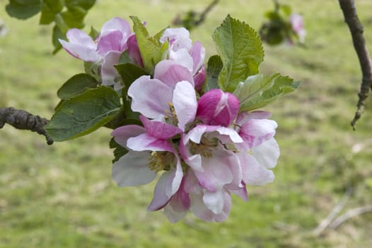 Close up view of apple blossom in spring