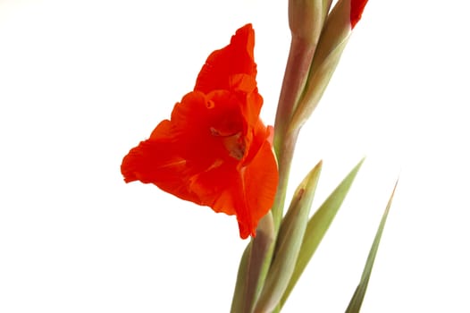 Red Gladiolus on a white background