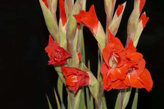 Red Gladiolus on a Black background