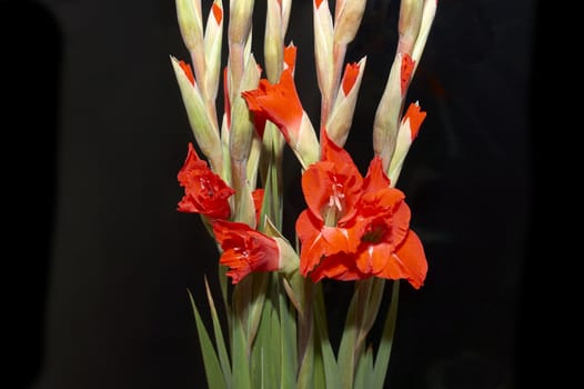 Red Gladiolus on a Black background