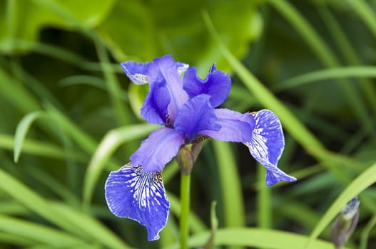 A blue iris with green foiage in the background