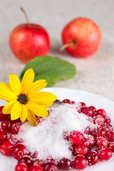 Yellow flower and cowberry against red apples removed close up