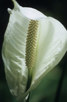 A peace lily or spathiphyllum in bloom. Narrow depth of field.