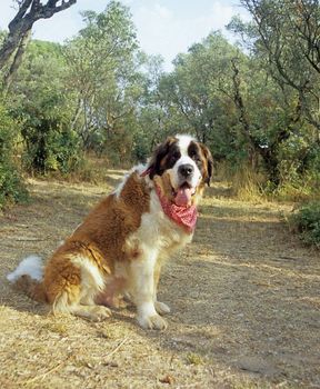 A Happy Saint Bernard dog in Avignon, France. 