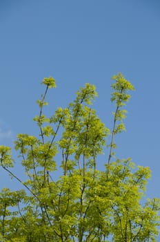 A tree top with a clear blue sky