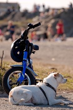 A mongrel dog guards a child's bike. The bicycle is of a no-name "Made in China" type.
