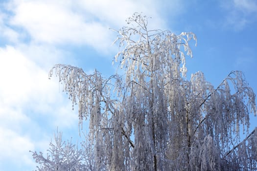 Winter snow-covered tree against the cloudy sky