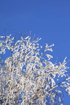 Winter branches of a tree in hoarfrost against blue sky