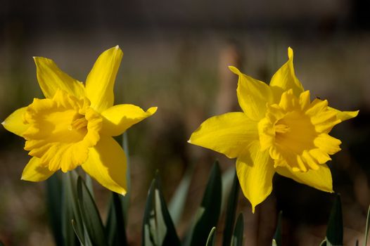 Two yellow narcissus flowers against dark defocused backdrop.
