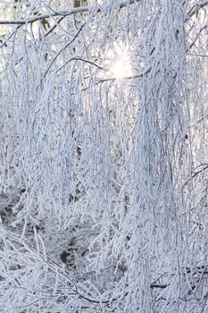 Winter branches of a tree in hoarfrost removed from sun day