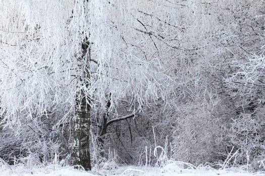 Snow covered a wood removed in the winter afternoon