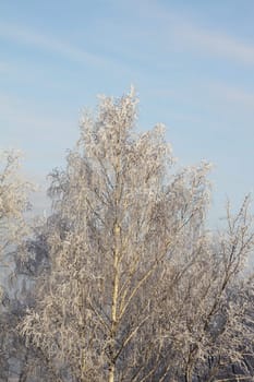 Winter trees on a background of the blue sky with clouds removed by a sunny day