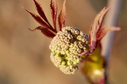 A tight cluster of small flower buds of a bush, ready to open in the spring.
