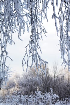 Snow-covered branches of a tree against a bush and the sky