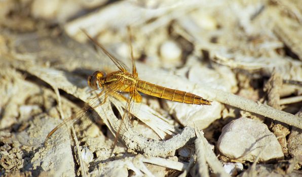 Macro of a dragonfly drying its wings on the salt flats of Provence, France