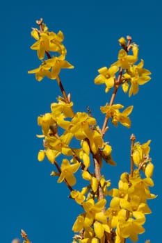 Yellow flowers of forsythia bush against clear blue sky.
