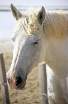 A sleepy white horse portrait, Provence, France.