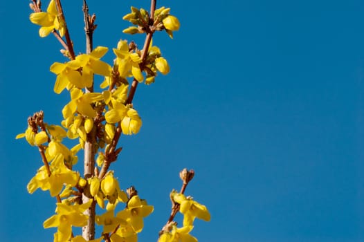 Yellow flowers of forsythia bush against clear blue sky. Copy space on the right side
