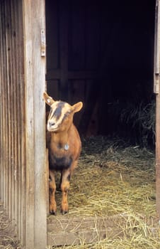 A smiling goat peaks out of a barn door.
