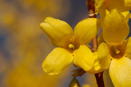 Two flowers of a forsythia bush with copy space to the left.
