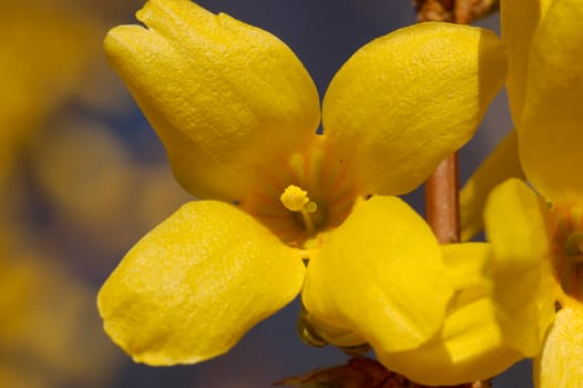 The yellow flower of forsythia bush.
