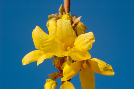 A cluster of yellow forsythia flowers on blue sky
