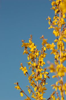 Yellow flowers of forsythia bush against clear blue sky.
