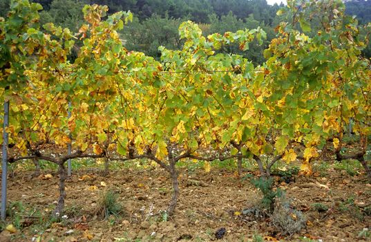 Vines grow in the rocky soil of the Alpille mountain range in Southern France.