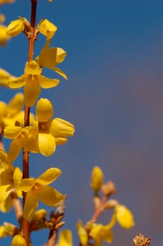 A single forsythia twig with its yellow flowers.
